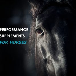 performance supplements for horses