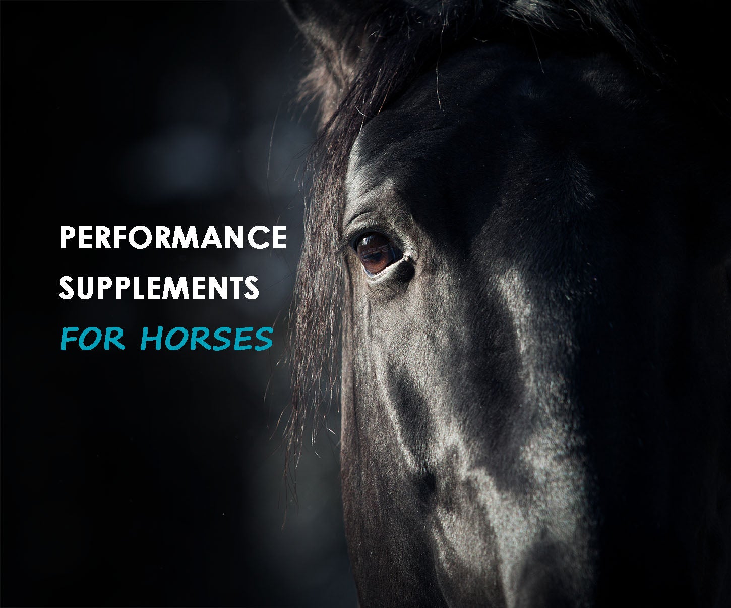 Performance Supplements for Horses Allivet Pet Care Blog