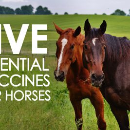 Five Essential Vaccines for Horses