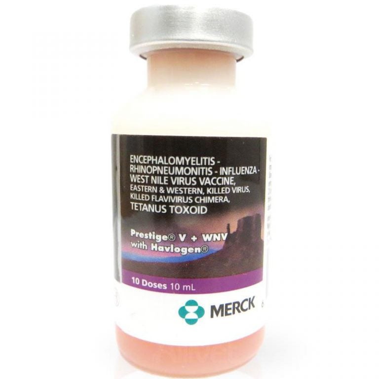 five-essential-vaccines-your-horse-must-have-allivet-pet-care-blog