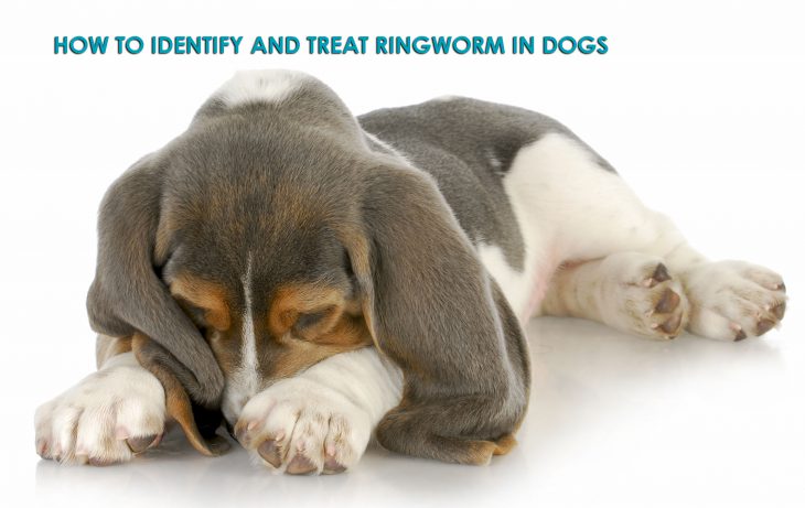 how to identify and treat ringworm in dogs - allivet pet care blog