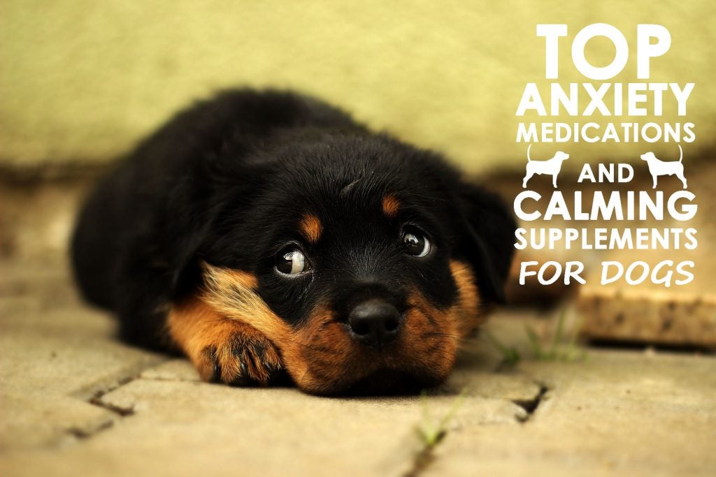 Top Anxiety Medications and Calming Supplements for Dogs Allivet Pet Care Blog