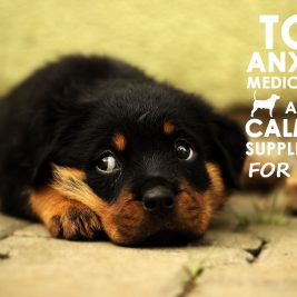 Top Anxiety Medications and Calming Supplements for Dogs