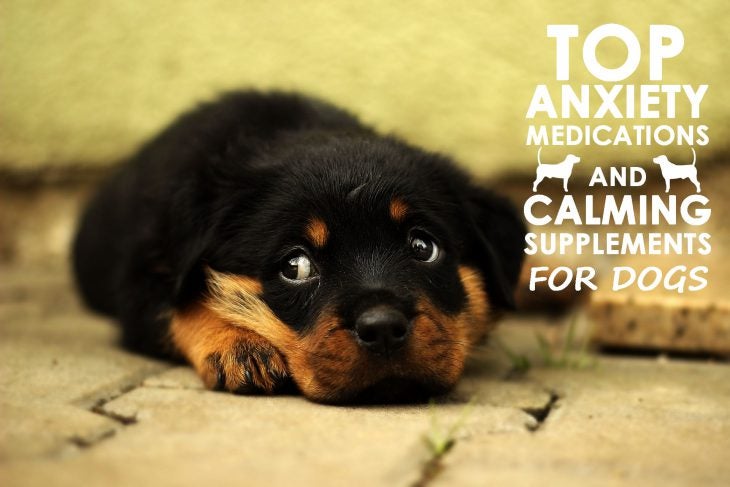 Top Anxiety Medications and Calming Supplements for Dogs