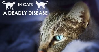 cytauxzoonosis-in-cats-a-deadly-disease