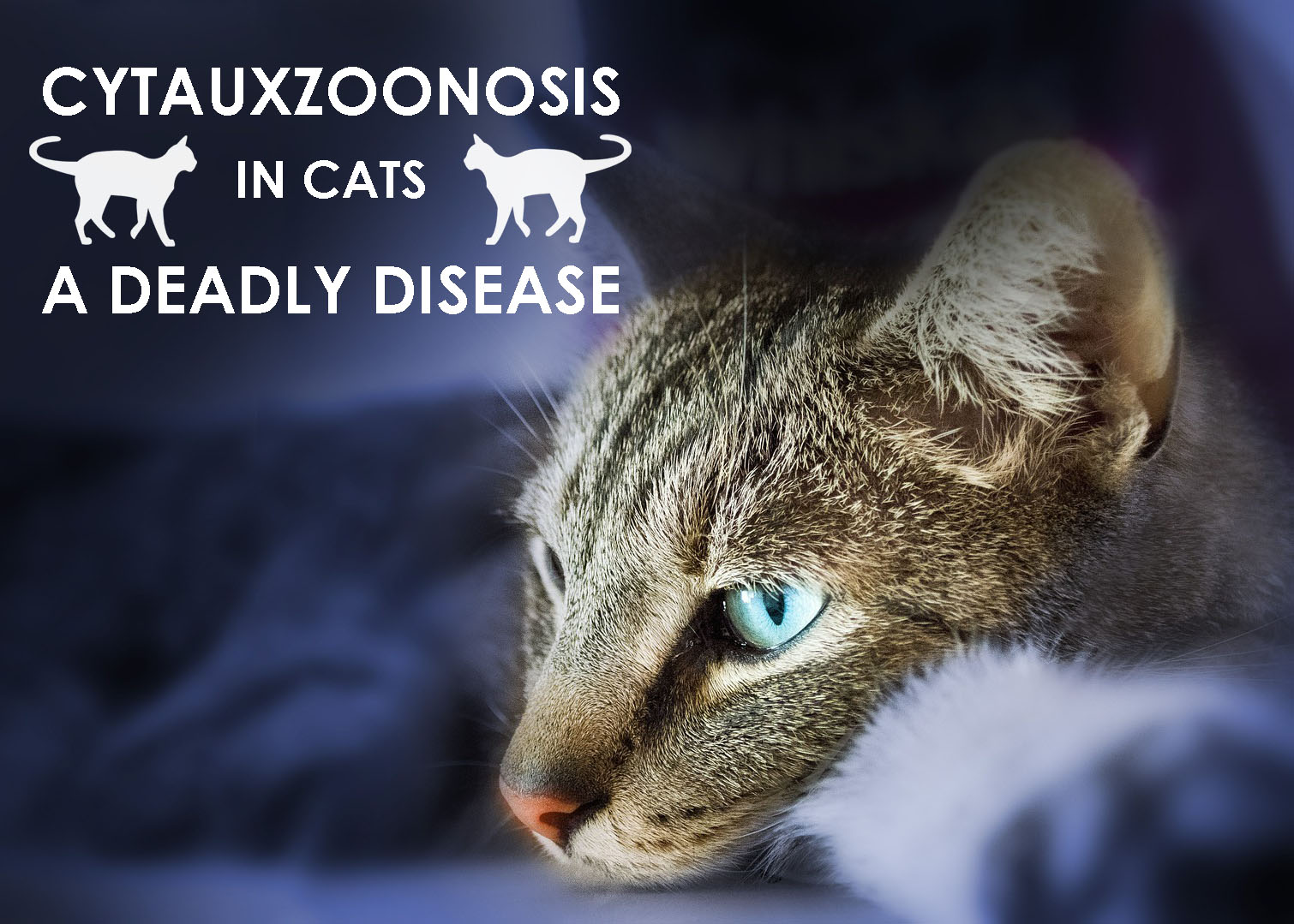 Azithromycin For Cats Dosage Chart
