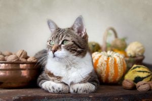 Cat Pumpkins