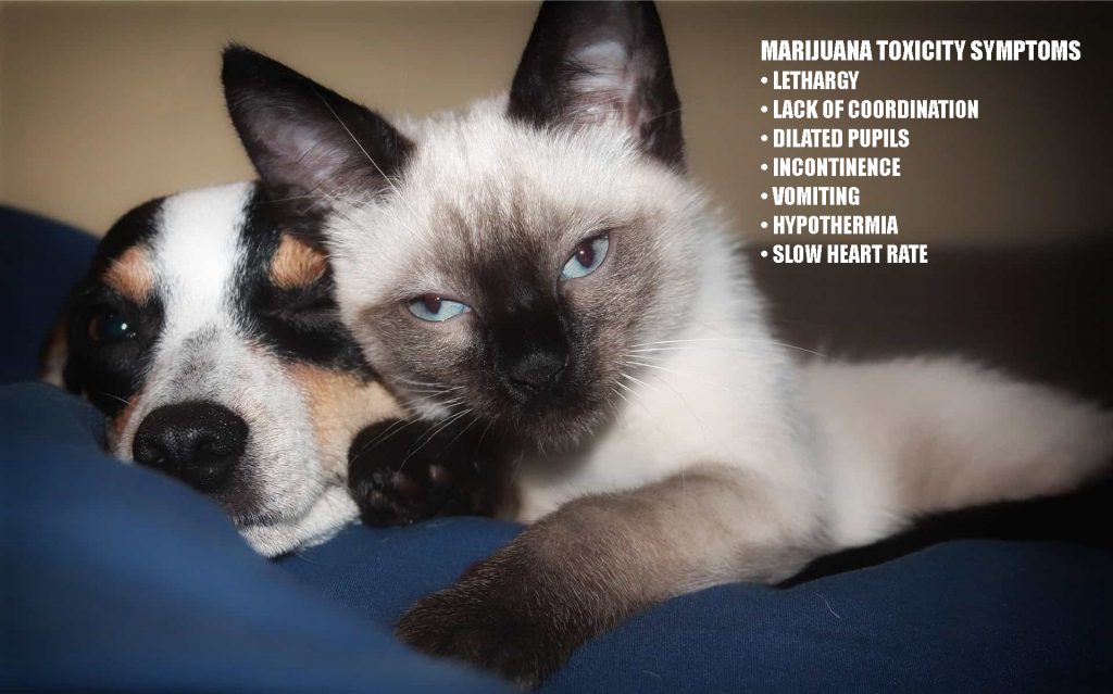 Signs of Marijuana Toxicity in Pets