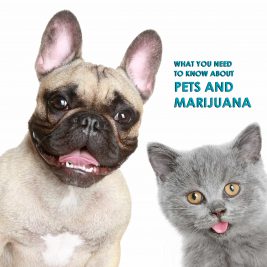 What you need to know about pets and marijuana