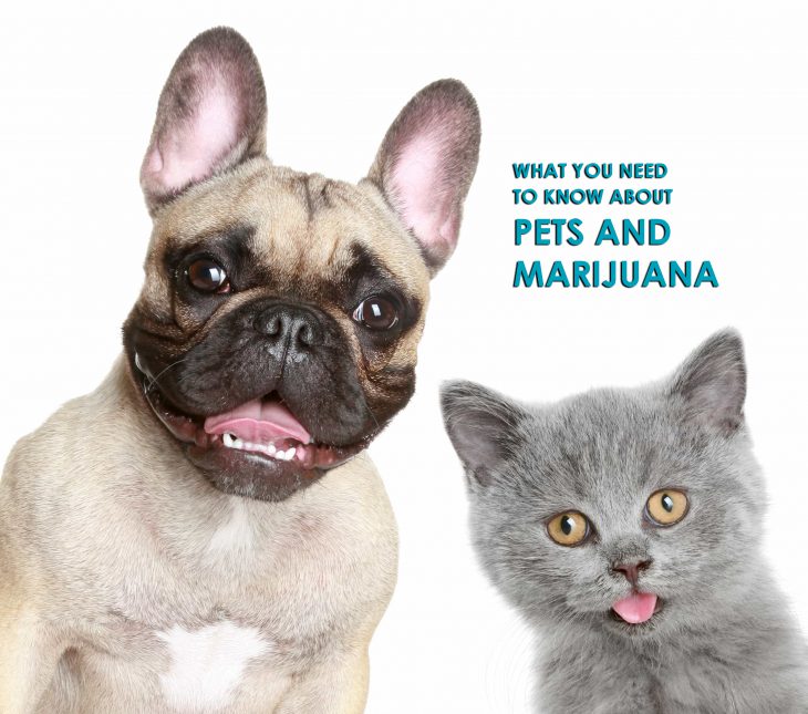 What you need to know about pets and marijuana