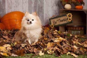 Corgi Thanksgiving Leaves 