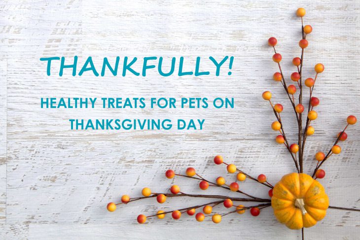 Healthy Pet Treats on Thanksgiving Day