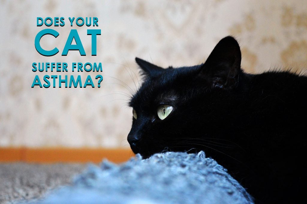 Is your cat suffering from feline asthma? Allivet Pet Care Blog