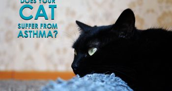 Asthma in cats