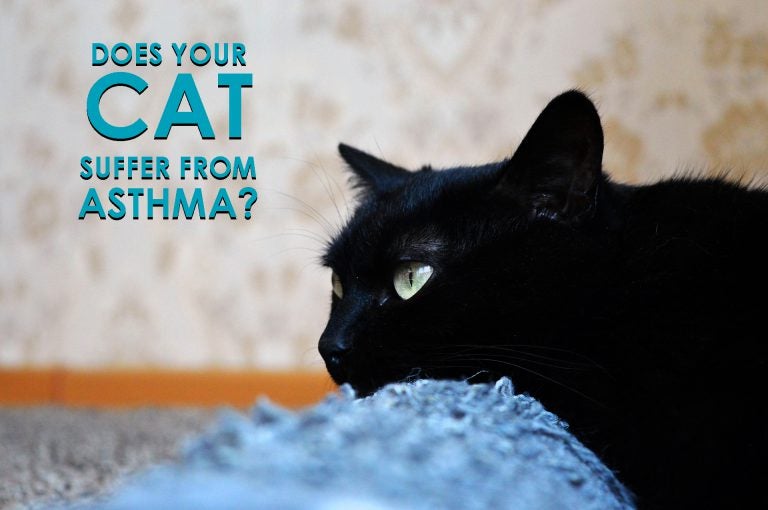 Is your cat suffering from feline asthma? Allivet Pet Care Blog