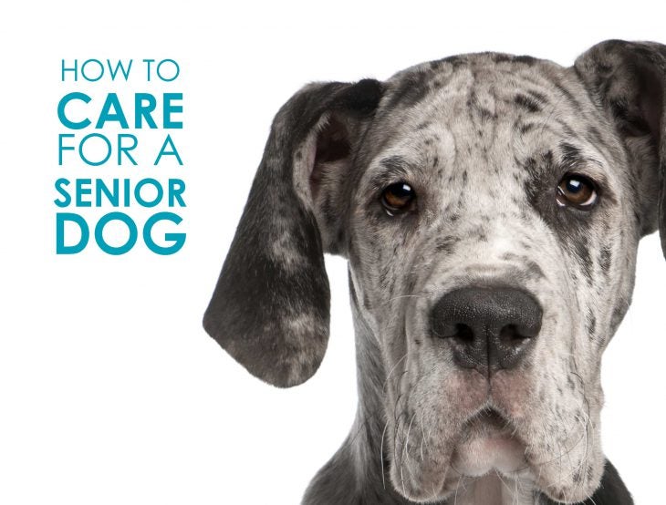 how to care for a senior dog