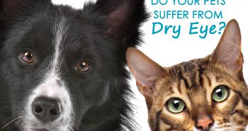 Is your dog or cat suffering from dry eye