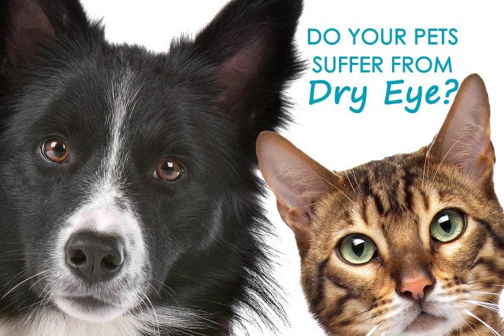 Is your dog or cat suffering from dry eye? - Allivet Pet 