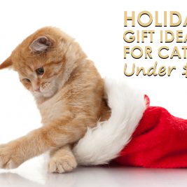 Holiday Gift Ideas for Cats Under $20
