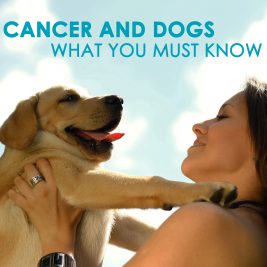 Cancer and Dogs What You Must Know