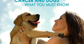 Cancer and Dogs What You Must Know