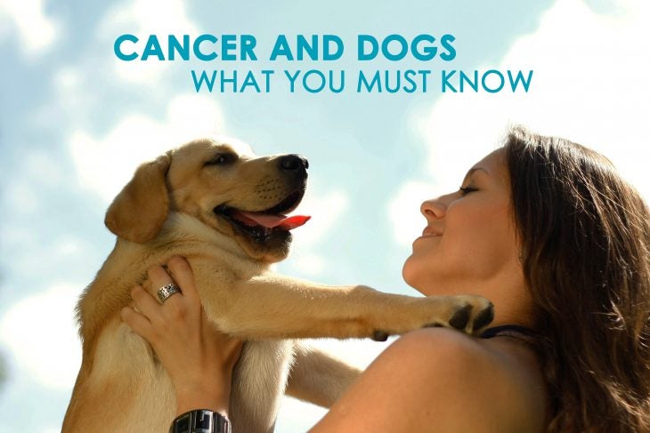 Cancer and Dogs What You Must Know