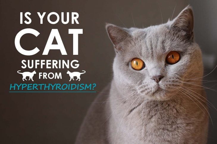 Hyperthyroidism in cats