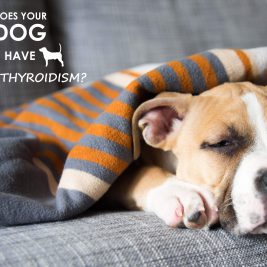 hypothyroidism-dog-couch-allivet