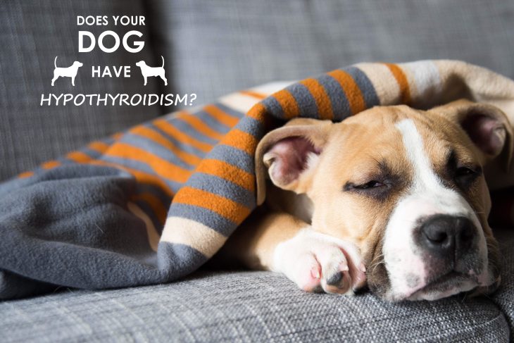 hypothyroidism-dog-couch-allivet