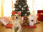 Pets as Holiday Gifts