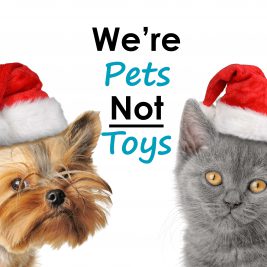 Pets as Holiday Gifts Things to Consider