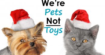 Pets as Holiday Gifts Things to Consider