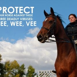 Equine-Encephalomyelitis-Horse-Vaccines