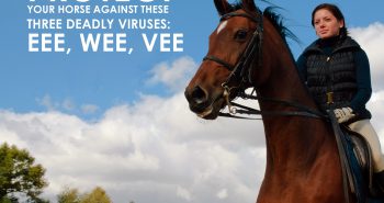 Equine-Encephalomyelitis-Horse-Vaccines