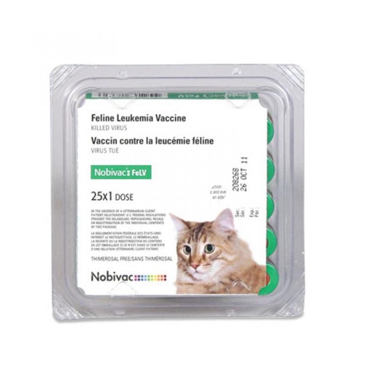 Picture of Feline Leukemia Virus: What You Must Know - Allivet Pet Care Blog