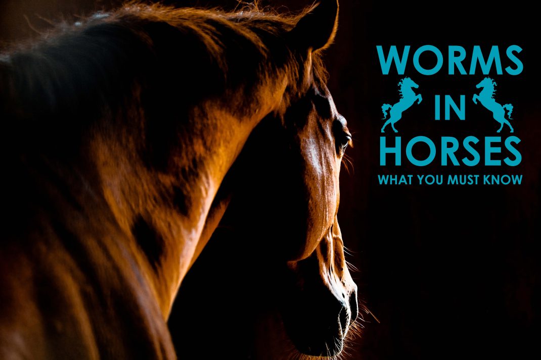 Worms in Horses — What You Must Know Allivet Pet Care Blog