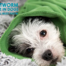 Heartworm Disease in Dogs What You Must Know