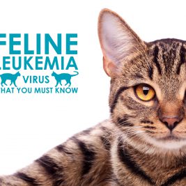 tabby-cat-feline-leukemia-virus