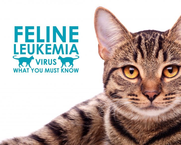 tabby-cat-feline-leukemia-virus