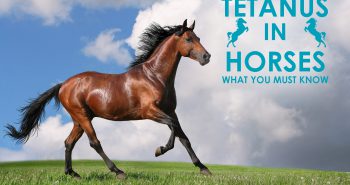 Tetanus-in-Horses-what-you-must-know