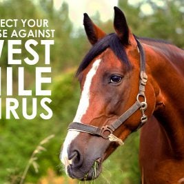 protect-your-horse-against-the-west-nile-virus