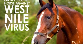 protect-your-horse-against-the-west-nile-virus