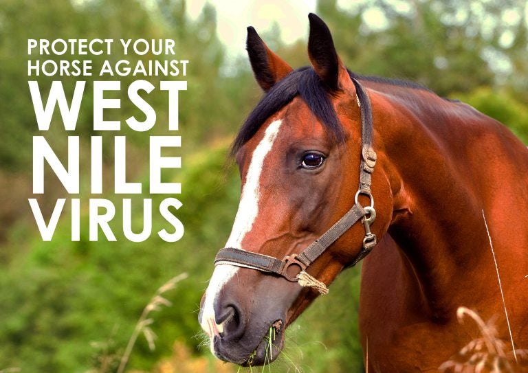 Protect your horse against the West Nile Virus Allivet Pet Care Blog