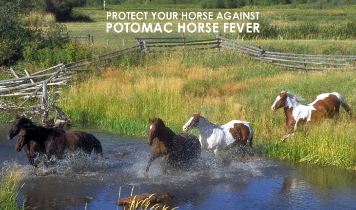 how to protect your horse against potomac horse fever allivet pet potomac horse fever