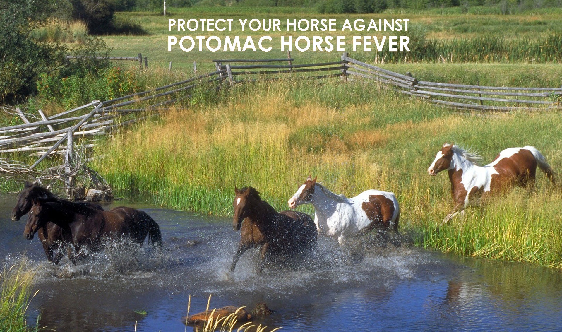 How to Protect Your Horse against Potomac Horse Fever Allivet Pet