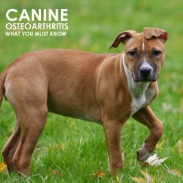 galliprant for dogs galliprant tablets allivet pet care galliprant for dogs galliprant tablets allivet pet care
