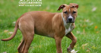 Is Your Dog Suffering from Osteoarthritis?