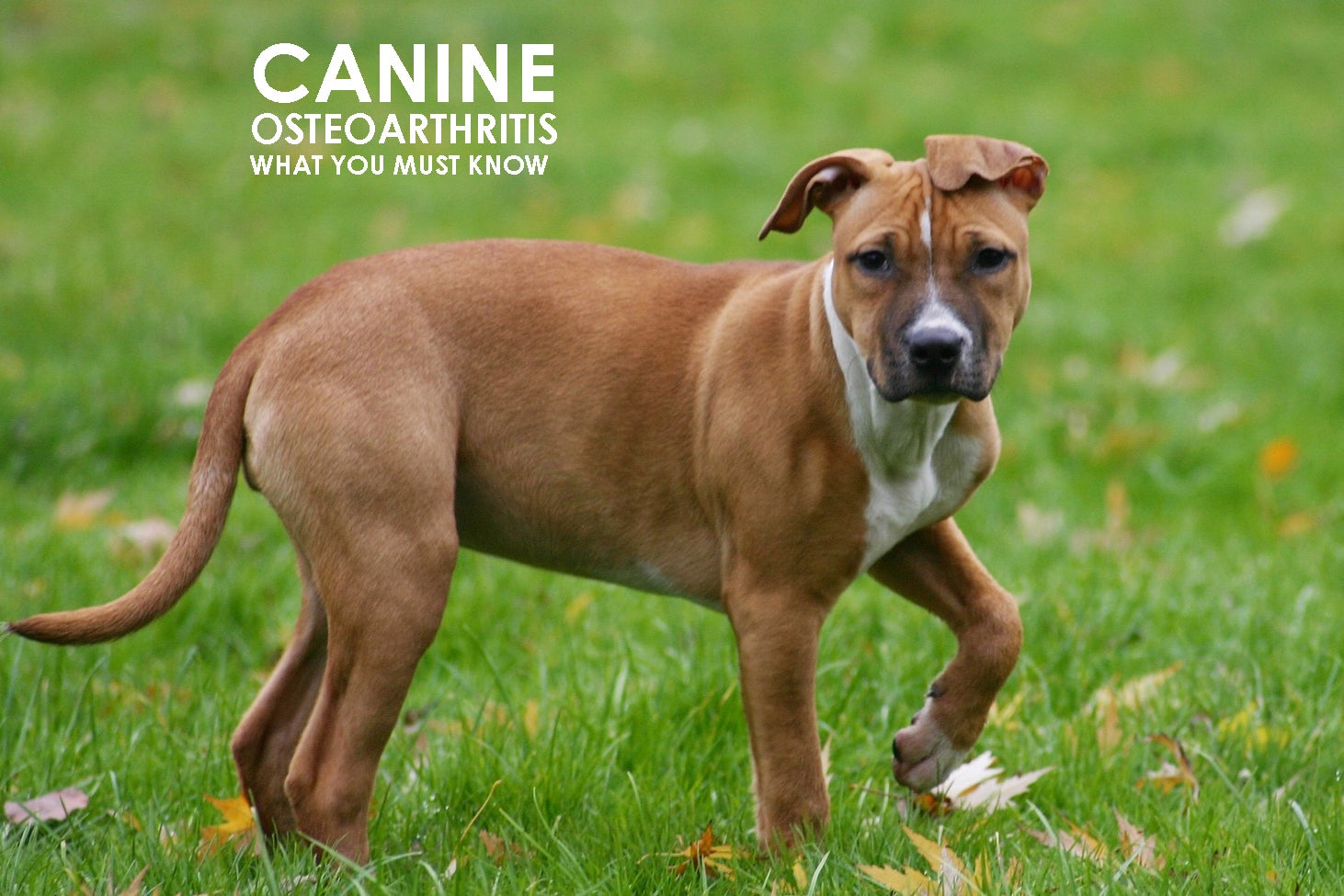 Is Your Dog Suffering from Osteoarthritis? Allivet Pet Care Blog