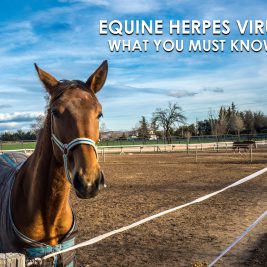 equine herpes virus what you must know