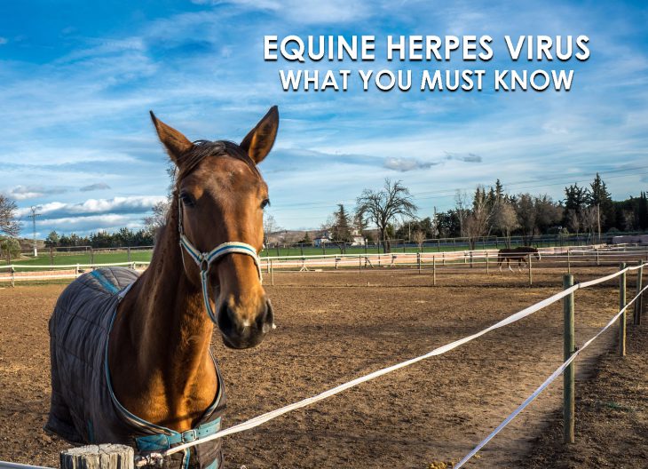 equine herpes virus what you must know